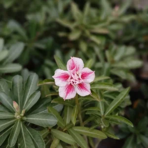 White and Pink Star-Shaped adenium
