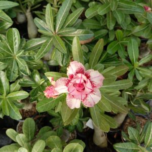 adenium flower maroon white3