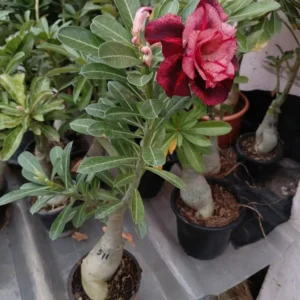 adenium flower pink