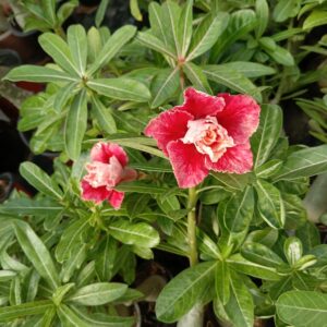 Majestic Multi Petal Adenium with Deep Red Blooms and Creamy White Core