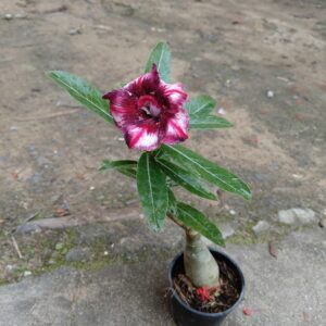 adenium flower pink white1