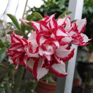 Adenium Ferrari