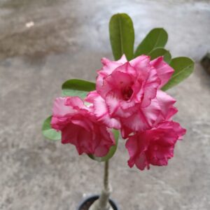 pink adenium2 1