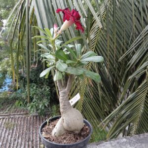 red multipetal bonsai