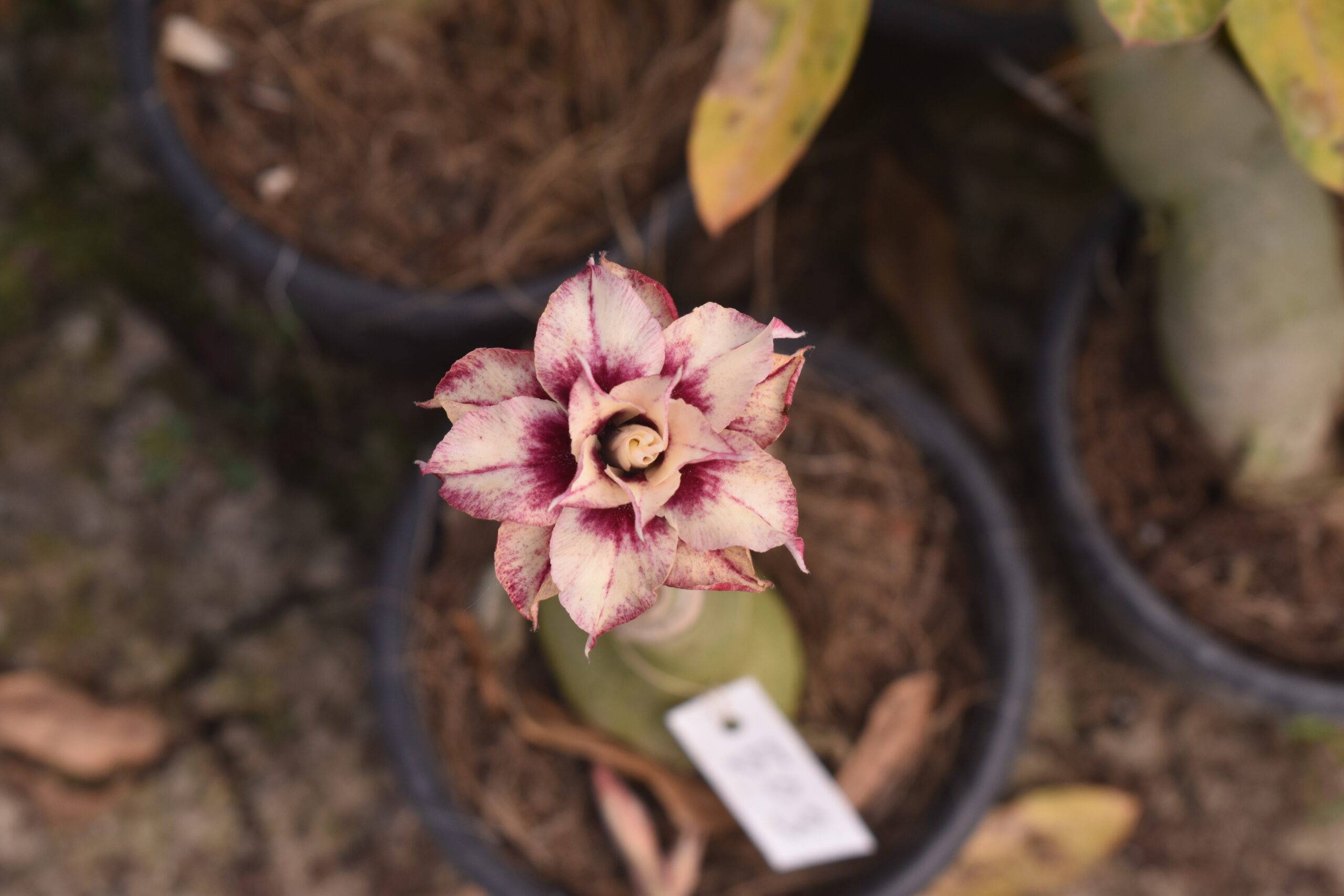layered maroon multi petal adenium plant for home garden 1 layered maroon multi petal adenium plant for home garden